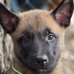 Belgian Malinois from De Linus Malinois