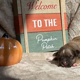 Girl 1 - Liver female Miniature Schnauzer puppy in Hillsville, Virginia from Valley View schnauzers