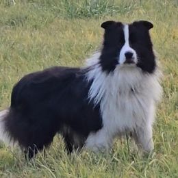 Winston - Border Collie