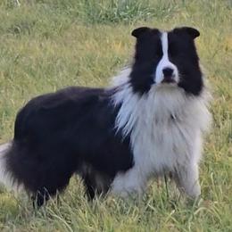 Winston - Border Collie