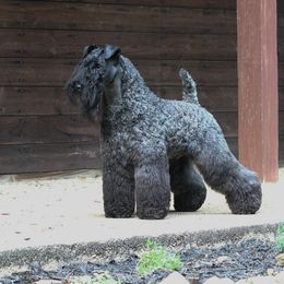 Kerry Blue Terrier All Grown Up from BlueAire