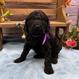 Fleur - Black female Goldendoodle puppy in Lisbon, Ohio from Willow Lane Doodles
