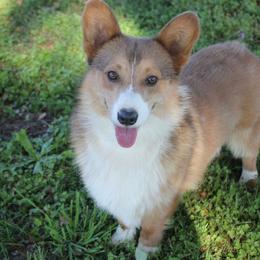 Sting - Pembroke Welsh Corgi