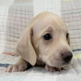 Short Hair, Cream, Dapple, Male AKC - Cream male Dachshund puppy in South Easton, Massachusetts from Depot Dachsies