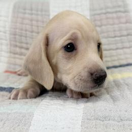 Short Hair, Cream, Dapple, Male AKC - Cream male Dachshund puppy in South Easton, Massachusetts from Depot Dachsies