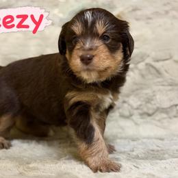 Breezy (Female 1) - Red tri-color female Aussiedoodle puppy in South Central, Pennsylvania from Windy Hills Mini Aussies & Doodles