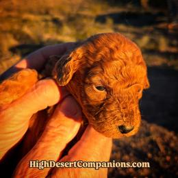 Mr. Purple - Red male Aussiedoodle puppy in Dolan Springs, Arizona from High Desert Companions