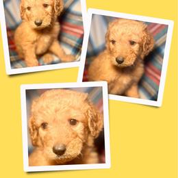 Mocha - Apricot female Goldendoodle puppy in Bluefield, Virginia from Love on a Leash