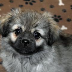 Blue - Sable male Tibetan Spaniel puppy in Elizabeth, Colorado from Tibroke’s