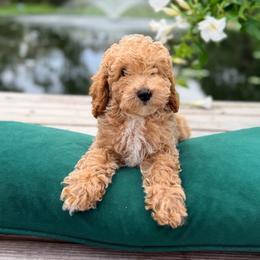 Boy 1 - Apricot male Goldendoodle puppy in Cocoa, Florida from The Beach Doodles