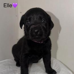 Elle Purple Collar - Black female Labrador Retriever puppy in Elloree, South Carolina from Moonlight Kennels LLC