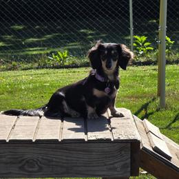 Stormy - Dachshund
