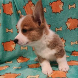 Teddy Bear - White and red male Pembroke Welsh Corgi puppy in Melbourne, Florida from Space Coast Corgi