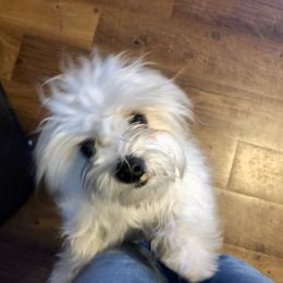 Pancake - Havanese