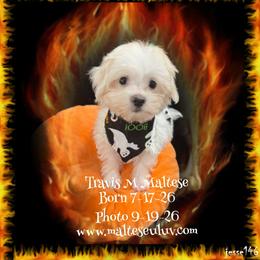 Travis M Maltese - White male Maltese puppy in Silverhill, Alabama from Malteseuluv’s Tiny Treasurers