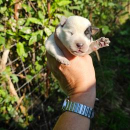 Blue boy 1 - Blue male Australian Cattle Dog puppy in Dalton, Pennsylvania from Whiteduck Mountain Kennel AKC Australian Cattle Dogs and Windy Hill Acres Kennel LLC AKC Fox Red Labrador Retrievers