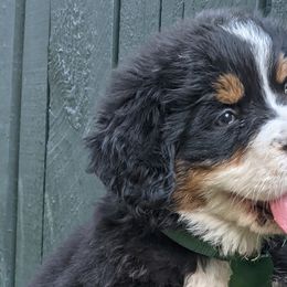 Bernese Mountain Dogs from Acorn Hill Bernese