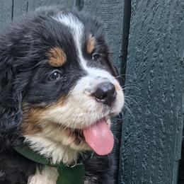 Bernese Mountain Dogs from Acorn Hill Bernese