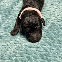 Labradoodle Puppies from Mud Puppies