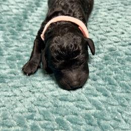 Labradoodle Puppies from Mud Puppies