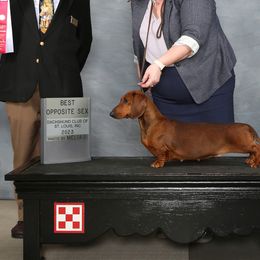 Dachshunds and Great Pyrenees from Pyradox