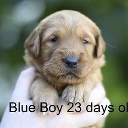 Blue Boy - Dark golden male Golden Retriever puppy in Gonzales, Louisiana from True Grit Golden Retrievers