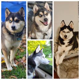 Pomsky Puppies from True-Blue Pomskies