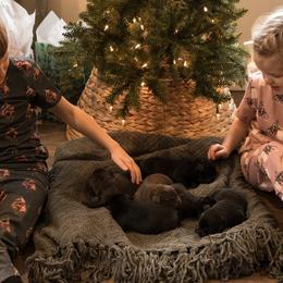Labrador Retrievers from Rafter CS Labradors
