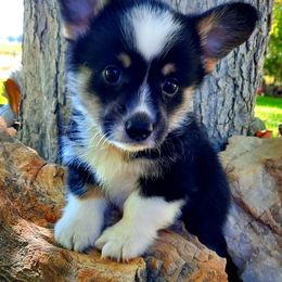 Pembroke Welsh Corgi Puppies from Iron Moss Ranch