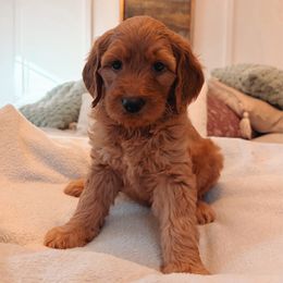 Paris - Apricot female Goldendoodle puppy in Acworth, Georgia from Cedarcrest Goldendoodles