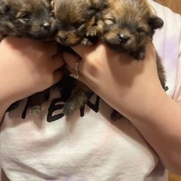 Pomeranian Puppies from Gypsy Poms