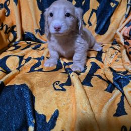 Koda - Red male Dachshund puppy in Adolphus, Kentucky from Walker's Dachshunds