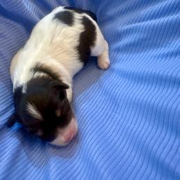 Jose - Chocolate male Havanese puppy in Hawthorne, Florida from Havanese Acres