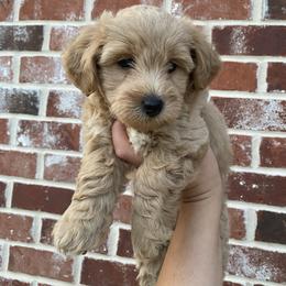 Jake - Cream male Havapoo puppy in Dothan, Alabama from Leo’s Teddy Bear doodles
