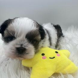AKC Male-Kai - Tricolor male Shih Tzu puppy in Avondale, Arizona from Riley Family Shih Tzus