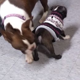 Boston Terrier Puppies from Bagosy's Boston Terriers 6