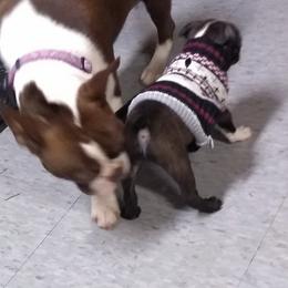 Boston Terrier Puppies from Bagosy's Boston Terriers 6
