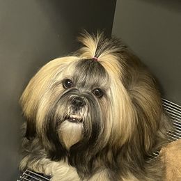 Zinnia - Lhasa Apso