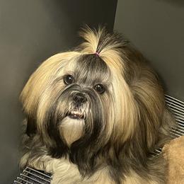 Zinnia - Lhasa Apso