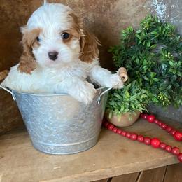 Cavapoo and Coton de Tulear Puppies from Big Gulch Puppies