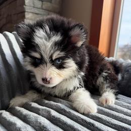 Koda - Black and white male Pomsky puppy in Mc Minnville, Oregon from West Coast Pomskies