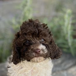 Charley - Brown female Cavapoo puppy in Strasburg, Pennsylvania from Still Water Puppies