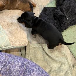 Dachshund Puppies from Witchy Woman’s Wiener’s