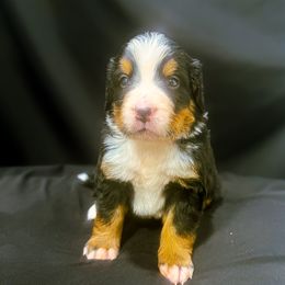 Boy 2 - Black rust and white male Bernese Mountain Dog puppy in Alabama from Dogwood Creek Bernese