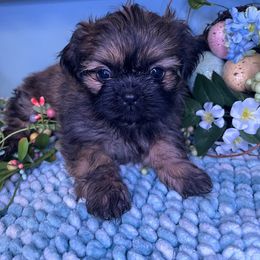Julia - Chocolate and tan Shih Tzu puppy in Bradley, South Carolina from Katie’s Kennel