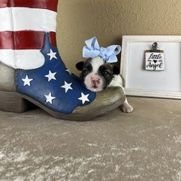Mr Blue Collar - male Mal-Shi puppy in Poolville, Texas from Tx Pups