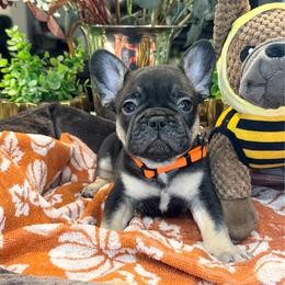 Angus - Black and tan male French Bulldog puppy in Peoria, Arizona from A Quality French Bulldogs AZ