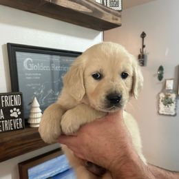 Male 6 (Orange Collar) - Light golden male Golden Retriever puppy in Rainier, Washington from Hanson’s NW Goldens & Doodles