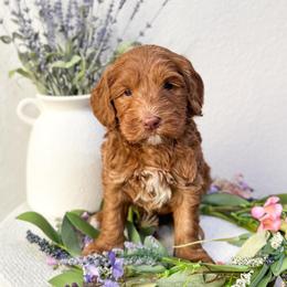 Thumper - Caramel male Australian Labradoodle puppy in Palmdale, California from Pixie Doodle Paws