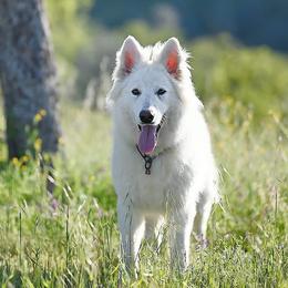 Kroma - Berger Blanc Suisse